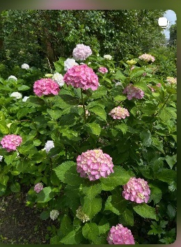 二河公園の紫陽花が色とりどりで綺麗です✨