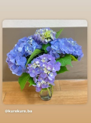 くれくればの受付に 紫陽花が綺麗に咲いてます✨